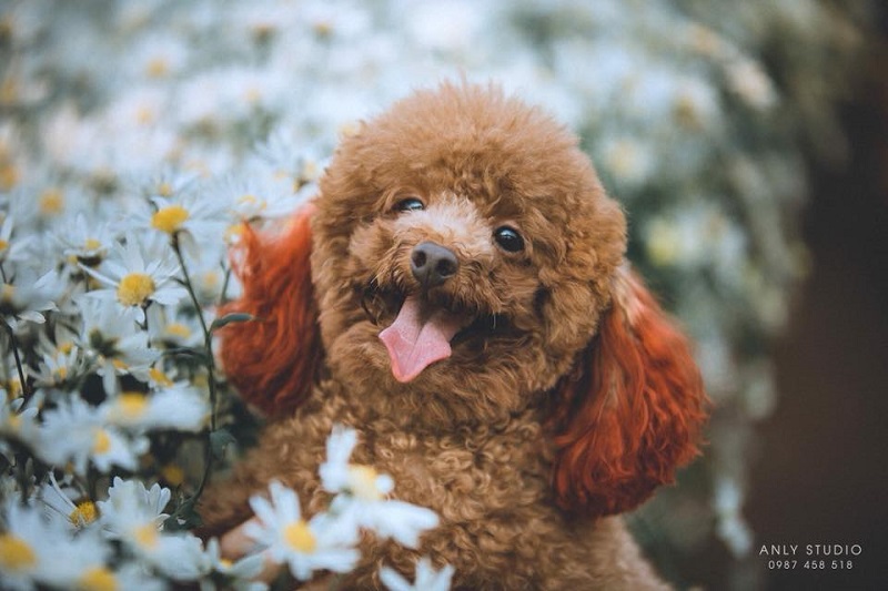 Chú chó chiếm sóng spotlight mùa cúc họa mi, ăn đứt mọi mẫu ảnh xinh đẹp-8