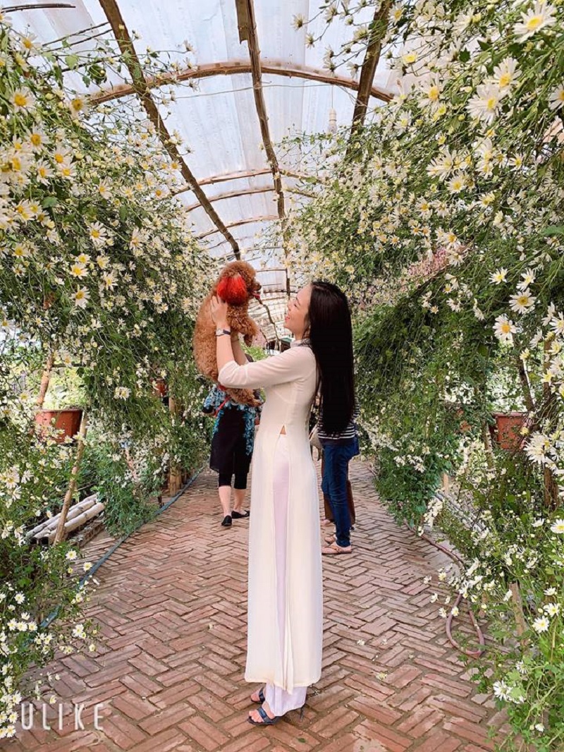 Chú chó chiếm sóng spotlight mùa cúc họa mi, ăn đứt mọi mẫu ảnh xinh đẹp-9