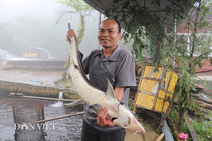 Lãi 3 tỷ đồng/năm đều như vắt chanh nhờ nuôi cá trên đỉnh mây mù-1