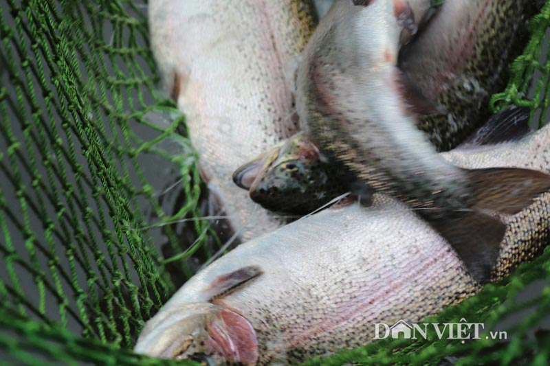 Lãi 3 tỷ đồng/năm đều như vắt chanh nhờ nuôi cá trên đỉnh mây mù-3