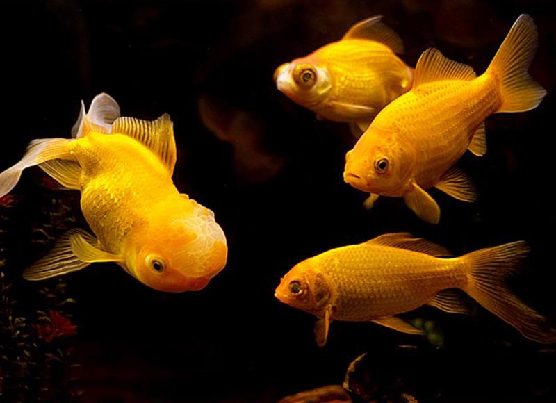 Những giấc mơ may mắn báo hiệu tiền về chật két, vượng lộc phát tài-1