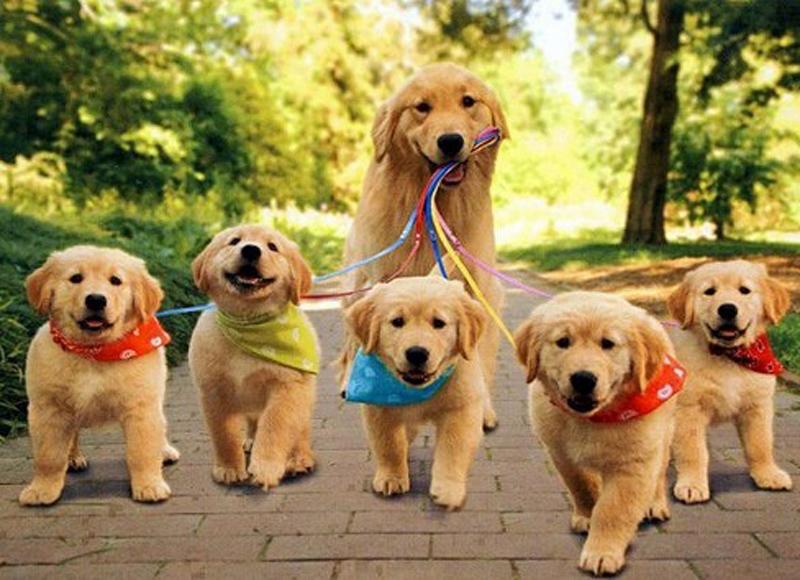 Những giấc mơ may mắn báo hiệu tiền về chật két, vượng lộc phát tài-2