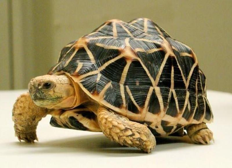 Những giấc mơ may mắn báo hiệu tiền về chật két, vượng lộc phát tài-3