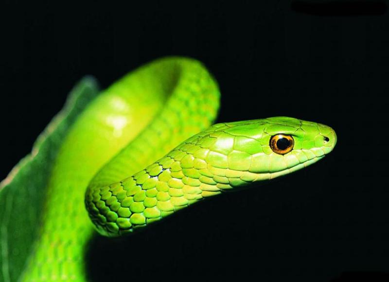 Những giấc mơ may mắn báo hiệu tiền về chật két, vượng lộc phát tài-6