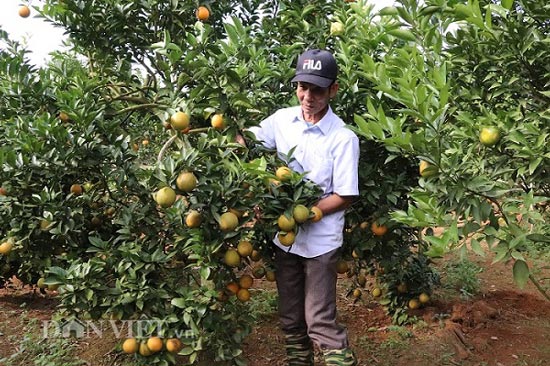 Bỏ cà phê trồng cam lòng vàng, bắt đất dốc đẻ cả tỷ bạc-2