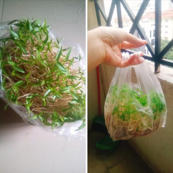 Khoe bonsai giá đỗ sau một ngày để quên, dân mạng chỉ ra điều kì lạ đáng sợ-1