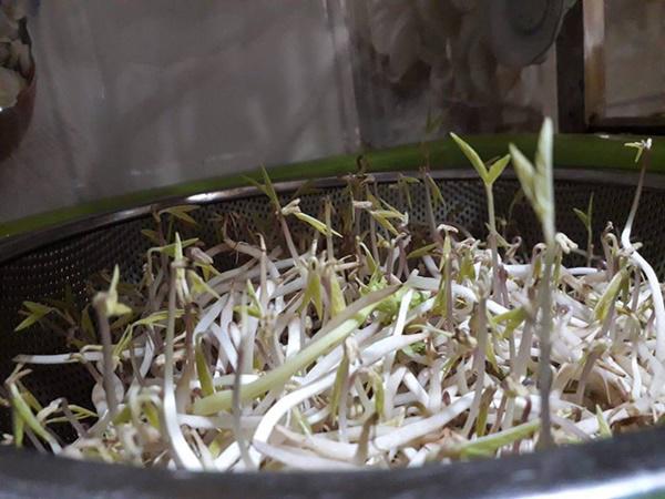 Khoe bonsai giá đỗ sau một ngày để quên, dân mạng chỉ ra điều kì lạ đáng sợ-2