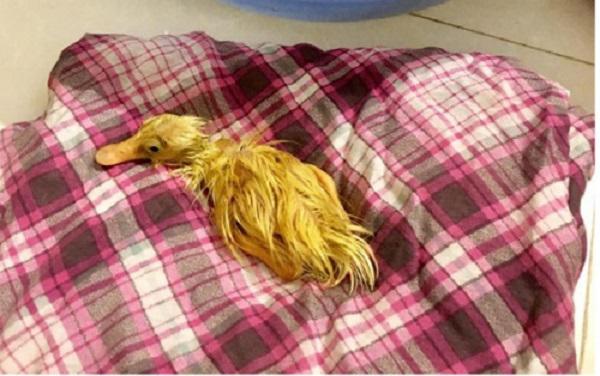 Khoe bonsai giá đỗ sau một ngày để quên, dân mạng chỉ ra điều kì lạ đáng sợ-4