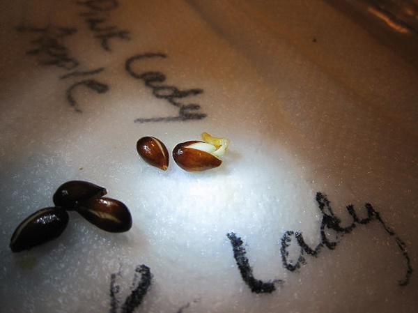 Trồng táo siêu lùn trong chậu cho quả sai lúc lỉu cả nhà vặt mỏi tay, chơi Tết cực xịn-6