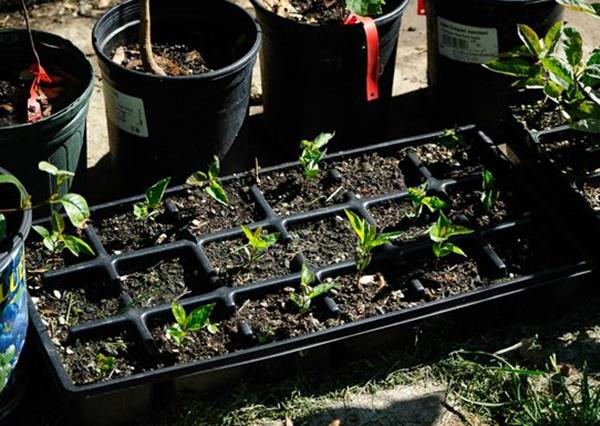 Trồng táo siêu lùn trong chậu cho quả sai lúc lỉu cả nhà vặt mỏi tay, chơi Tết cực xịn-9