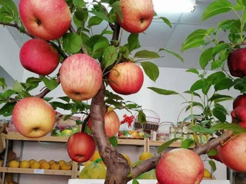 Quất bonsai giá 1,5 triệu đồng trên lưng heo vàng hút khách chơi Tết-12