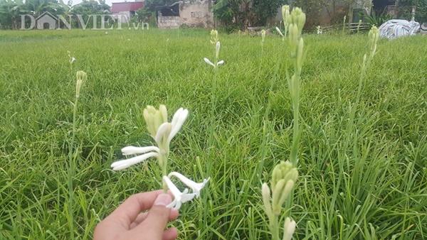 Ninh Bình: Cả làng khấm khá nhờ trồng cây ra hoa trắng như mây-1