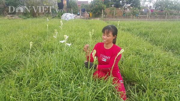 Ninh Bình: Cả làng khấm khá nhờ trồng cây ra hoa trắng như mây-2