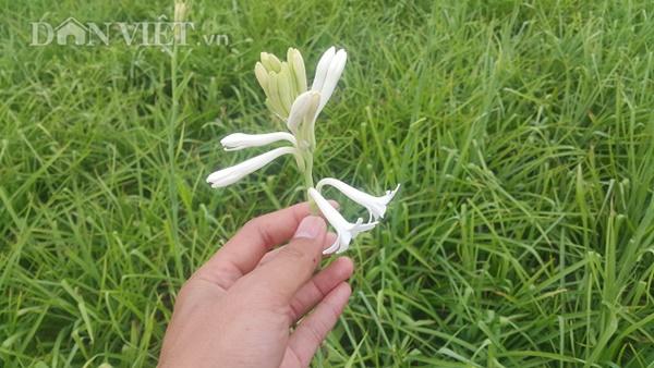 Ninh Bình: Cả làng khấm khá nhờ trồng cây ra hoa trắng như mây-3