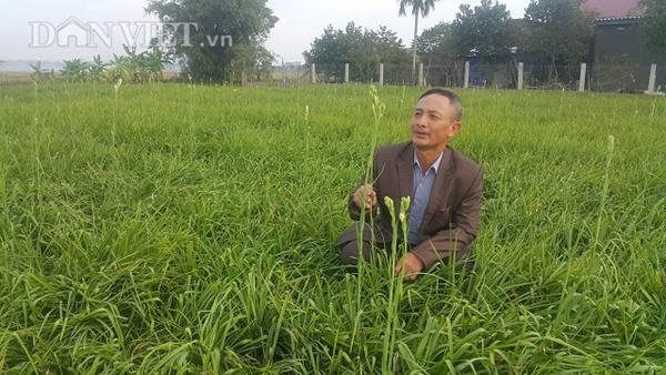 Ninh Bình: Cả làng khấm khá nhờ trồng cây ra hoa trắng như mây-4