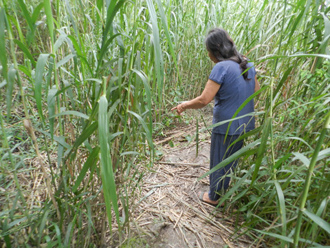 Nữ MC đám cưới bị sát hại dã man trong đám sậy: Đồn thổi đáng sợ-2