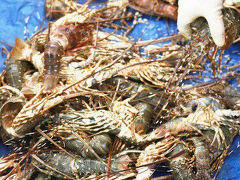 Tôm hùm ở Cam Ranh chỉ còn 100.000 đồng/kg sau bão