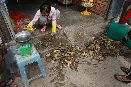 Tôm hùm ở Cam Ranh chỉ còn 100.000 đồng/kg sau bão-1