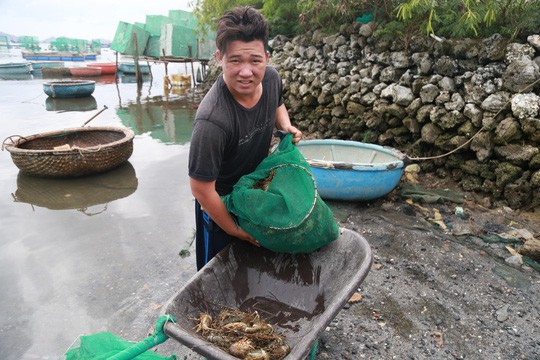 Tôm hùm ở Cam Ranh chỉ còn 100.000 đồng/kg sau bão-3