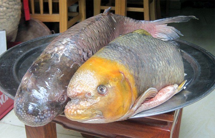 Những loài cá đắt như vàng luôn được săn lùng-1