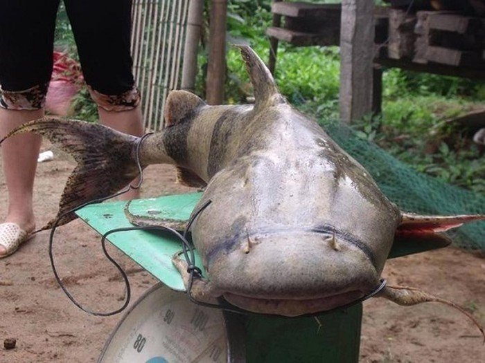 Những loài cá đắt như vàng luôn được săn lùng-10