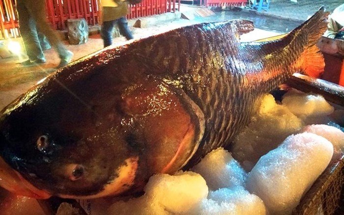 Những loài cá đắt như vàng luôn được săn lùng-3