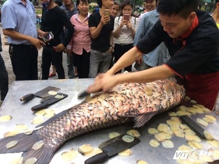 Những loài cá đắt như vàng luôn được săn lùng-4