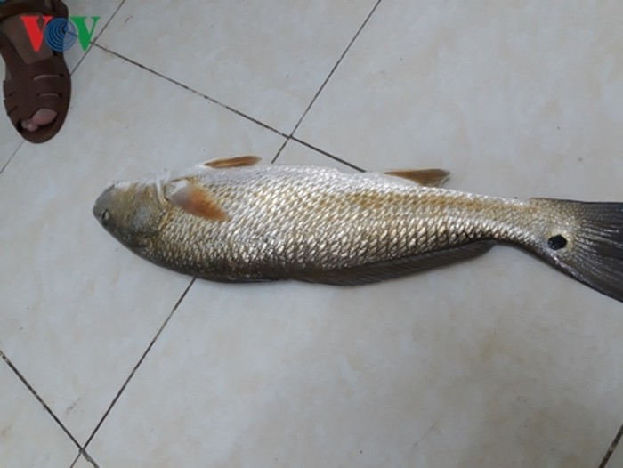 Những loài cá đắt như vàng luôn được săn lùng-6