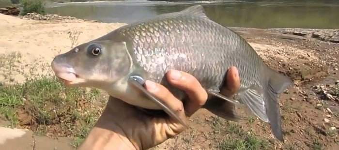 Những loài cá đắt như vàng luôn được săn lùng-8