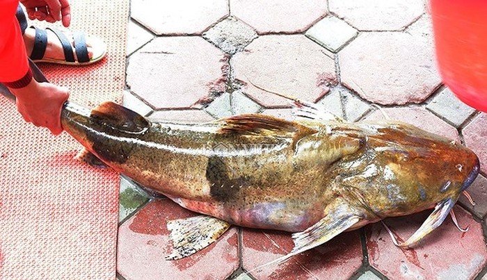 Những loài cá đắt như vàng luôn được săn lùng-9