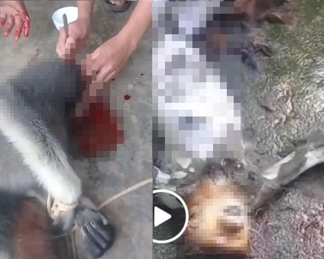 Nam thanh niên đăng ảnh giết khỉ lên facebook để ra oai với bạn bè và câu like-3