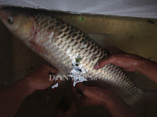 Vén màn bí ẩn về loài cá lạ: Hễ cứ ăn vào là say như uống rượu-2