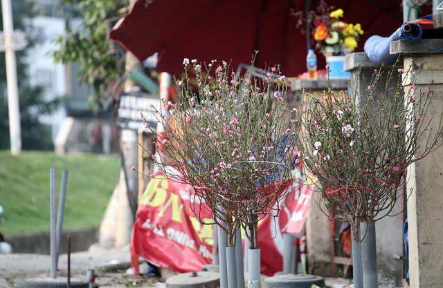 Chuyện lạ: Hoa đào bất ngờ bung nở rầm rộ, giá 200.000 đồng/cành-2