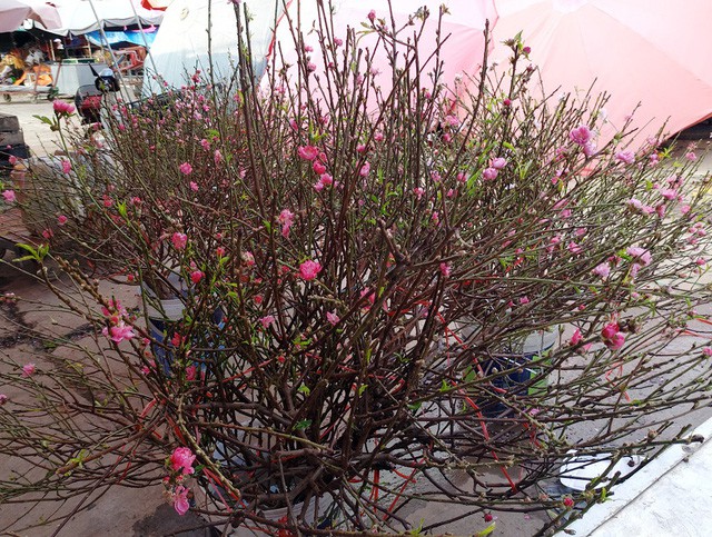 Chuyện lạ: Hoa đào bất ngờ bung nở rầm rộ, giá 200.000 đồng/cành-4