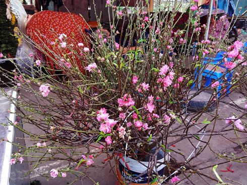 Nhánh đào thất thốn bằng chiếc đũa: Bán 3 triệu dân tranh nhau mua-5