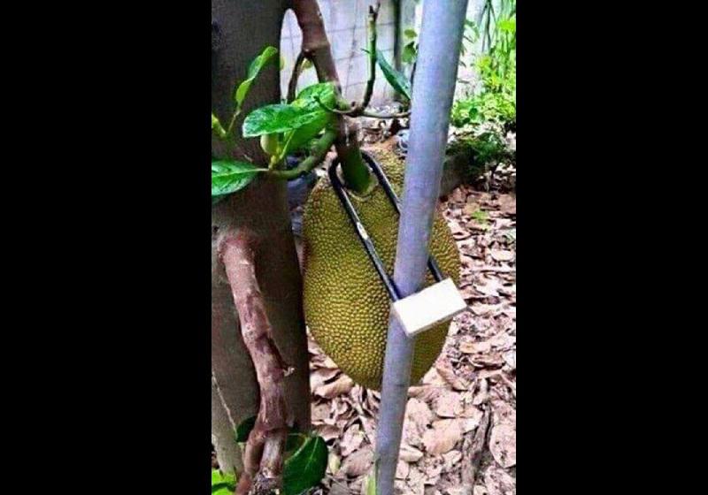 Cười chảy nước mắt” với 1001 chiêu chống trộm trái cây bá đạo chỉ có ở Việt Nam-2