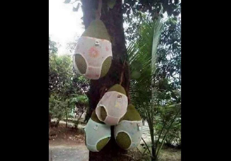 Cười chảy nước mắt” với 1001 chiêu chống trộm trái cây bá đạo chỉ có ở Việt Nam-14