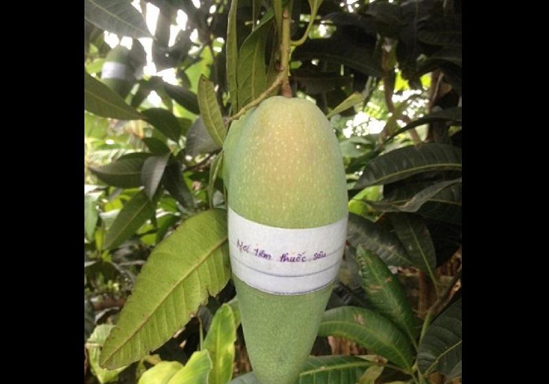 Cười chảy nước mắt” với 1001 chiêu chống trộm trái cây bá đạo chỉ có ở Việt Nam-4