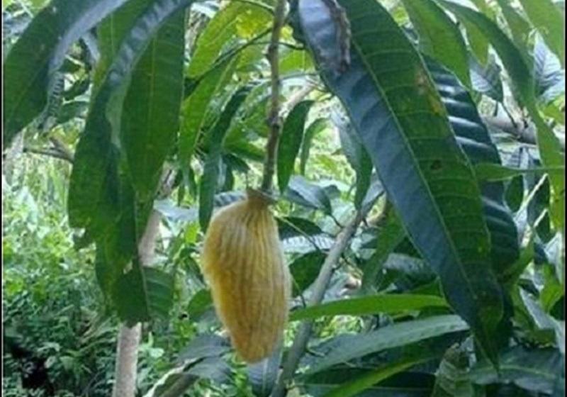 Cười chảy nước mắt” với 1001 chiêu chống trộm trái cây bá đạo chỉ có ở Việt Nam-8