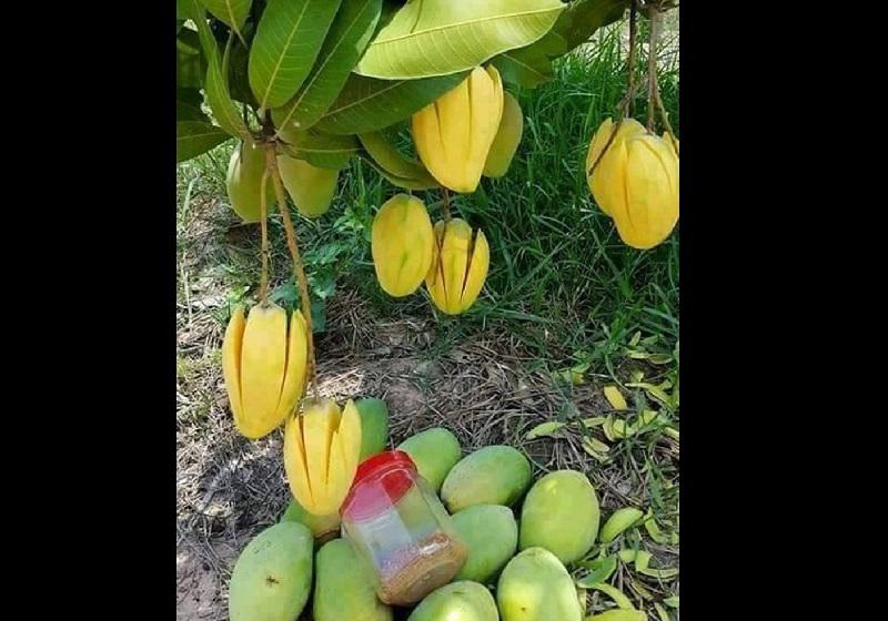 Cười chảy nước mắt” với 1001 chiêu chống trộm trái cây bá đạo chỉ có ở Việt Nam-9