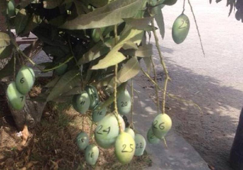 Cười chảy nước mắt” với 1001 chiêu chống trộm trái cây bá đạo chỉ có ở Việt Nam-16
