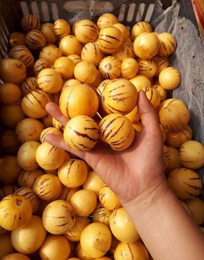 Loại quả lạ Trung Quốc mới về: Quên nỗi sợ hàng Tàu, dân Việt tranh nhau mua-1