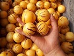 Kì lạ loại bắp cải to bằng quả chanh nhưng đắt gấp 30 lần bắp cải Việt Nam-3