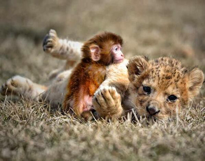 Tan chảy với loạt ảnh về tình yêu mù quáng của các con vật không cùng giống loài-3