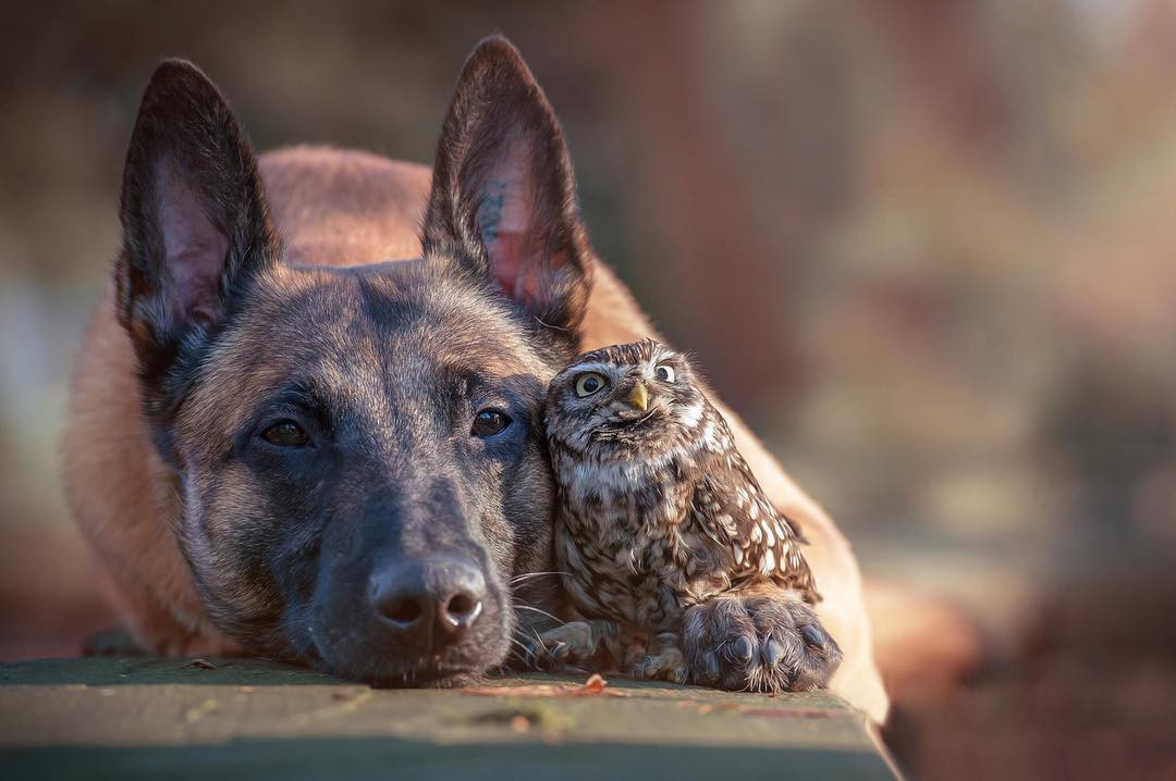 Tan chảy với loạt ảnh về tình yêu mù quáng của các con vật không cùng giống loài-4