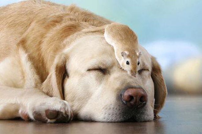 Tan chảy với loạt ảnh về tình yêu mù quáng của các con vật không cùng giống loài-5