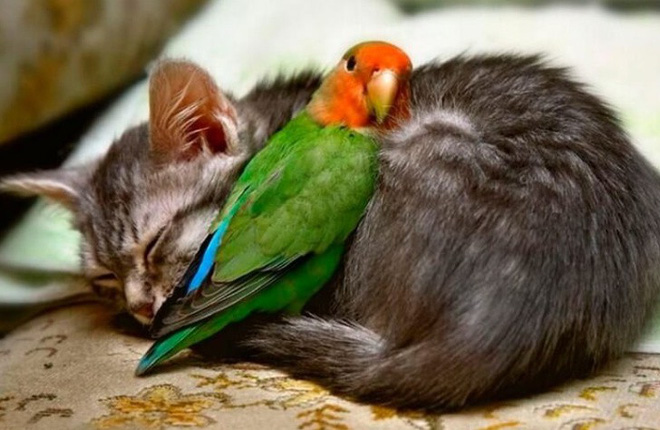 Tan chảy với loạt ảnh về tình yêu mù quáng của các con vật không cùng giống loài-6