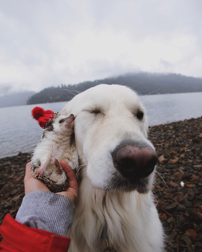 Tan chảy với loạt ảnh về tình yêu mù quáng của các con vật không cùng giống loài-13