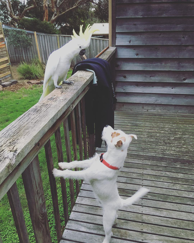 Tan chảy với loạt ảnh về tình yêu mù quáng của các con vật không cùng giống loài-14