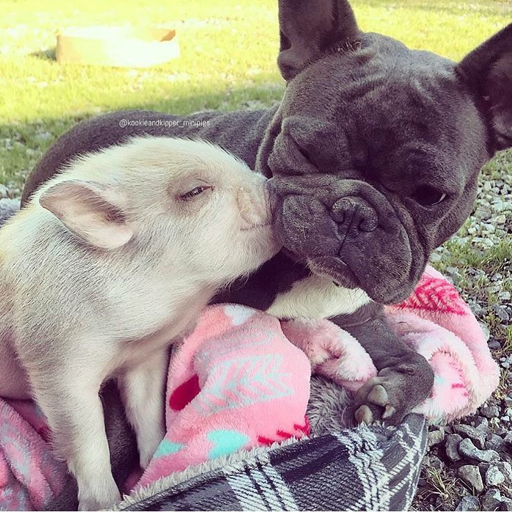 Tan chảy với loạt ảnh về tình yêu mù quáng của các con vật không cùng giống loài-16